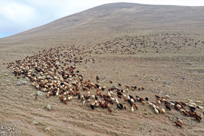 mücadelesi çobanlık soğuk Ağrı