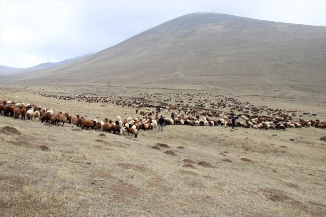 kardeşin çobanlık mücadelesi Ağrı