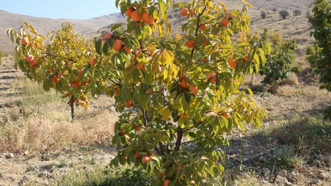 Elazığ'da Trabzon hurması hasat edildi