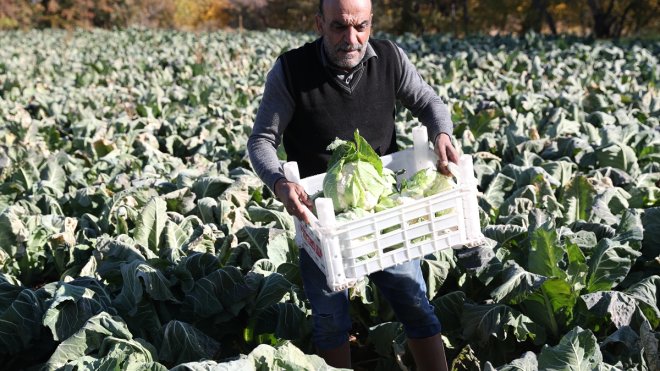 Erzincanlı çiftçiler aldıkları desteklerle ürün yelpazesini genişletiyor