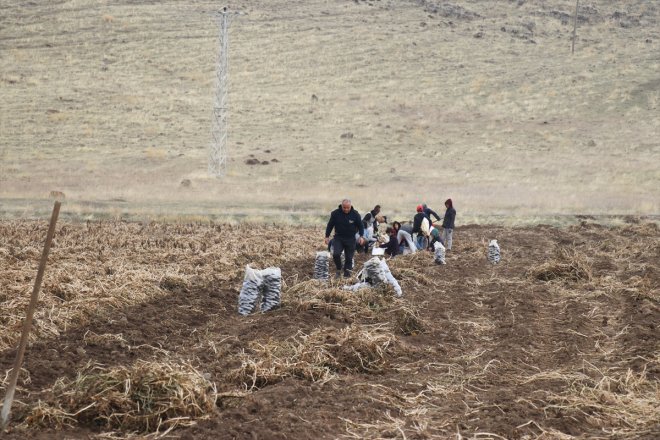 Köyüne dönen emekli memur yetiştirdiği mor patatesle Ağrı tarımına çeşitlilik getirdi