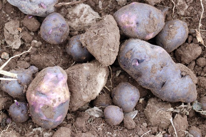 çeşitlilik mor yetiştirdiği dönen memur tarımına Köyüne getirdi emekli Ağrı patatesle 2