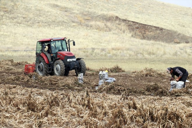 patatesle tarımına yetiştirdiği çeşitlilik emekli dönen mor getirdi memur Köyüne Ağrı 14