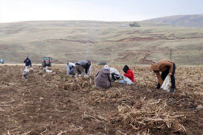 dönen Ağrı emekli memur yetiştirdiği çeşitlilik mor patatesle getirdi Köyüne tarımına 17