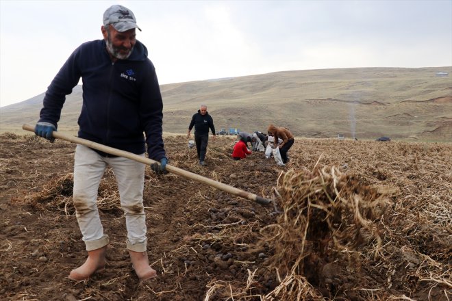 patatesle Köyüne memur mor tarımına yetiştirdiği Ağrı getirdi çeşitlilik emekli dönen 18