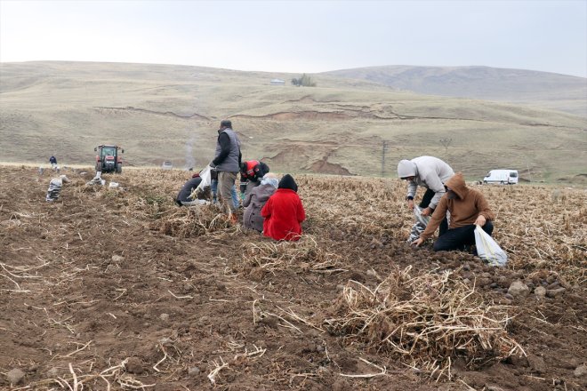 patatesle emekli Ağrı mor tarımına yetiştirdiği dönen memur getirdi Köyüne çeşitlilik 5