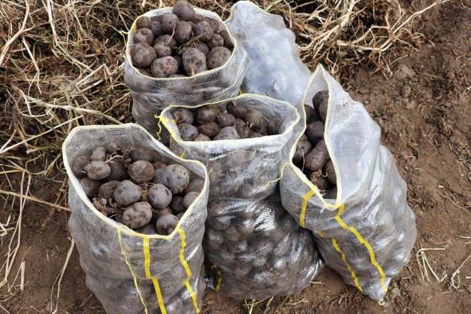 dönen tarımına mor Ağrı emekli memur çeşitlilik patatesle yetiştirdiği getirdi Köyüne 6