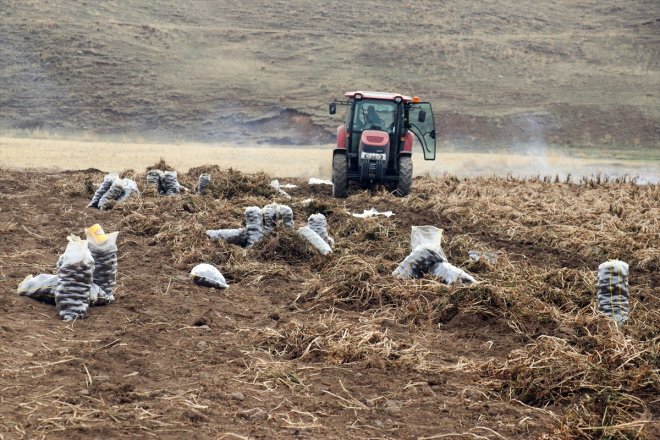 Ağrı çeşitlilik dönen mor patatesle memur tarımına yetiştirdiği Köyüne emekli getirdi 7