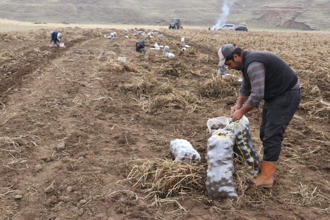 patatesle yetiştirdiği memur tarımına Ağrı çeşitlilik dönen mor Köyüne emekli getirdi 8