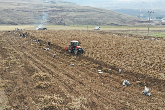 yetiştirdiği emekli dönen tarımına Köyüne mor Ağrı patatesle getirdi çeşitlilik memur 9