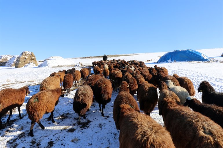 Ağrı