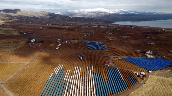 Çevresi karla kaplı ovada brandalar altında üzüm hasadı yapılıyor