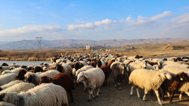 yolculukla ve Ardahan göçerler, yaylalarından zorlu Ağrı