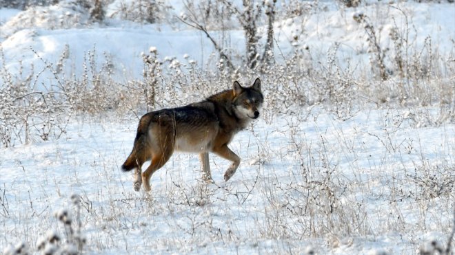 Kars'ta kurt ve tilkiler karlı arazide yiyecek ararken görüntülendi