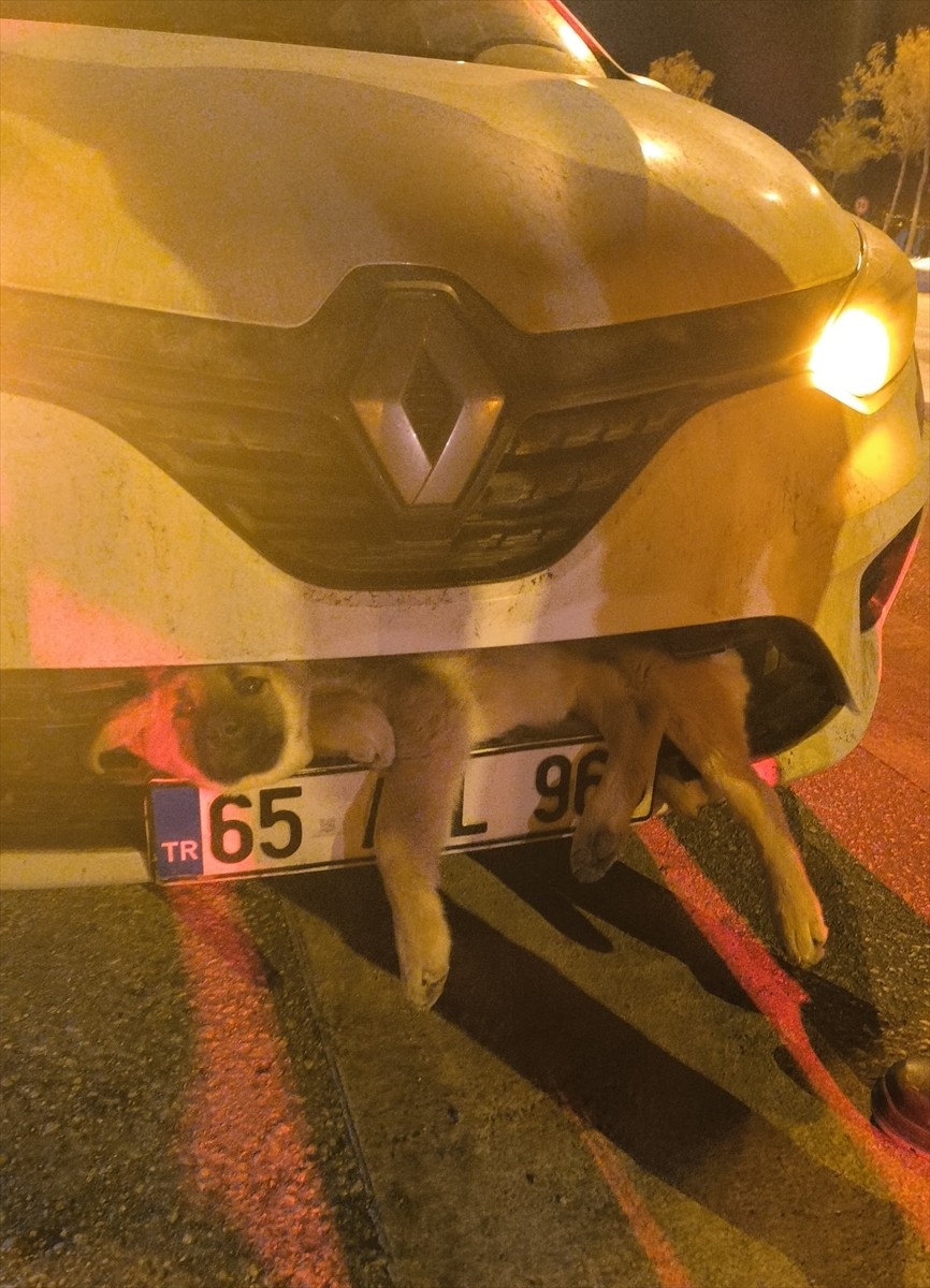 Van'da otomobilin çarpması sonucu tampona sıkışan köpek kurtarıldı