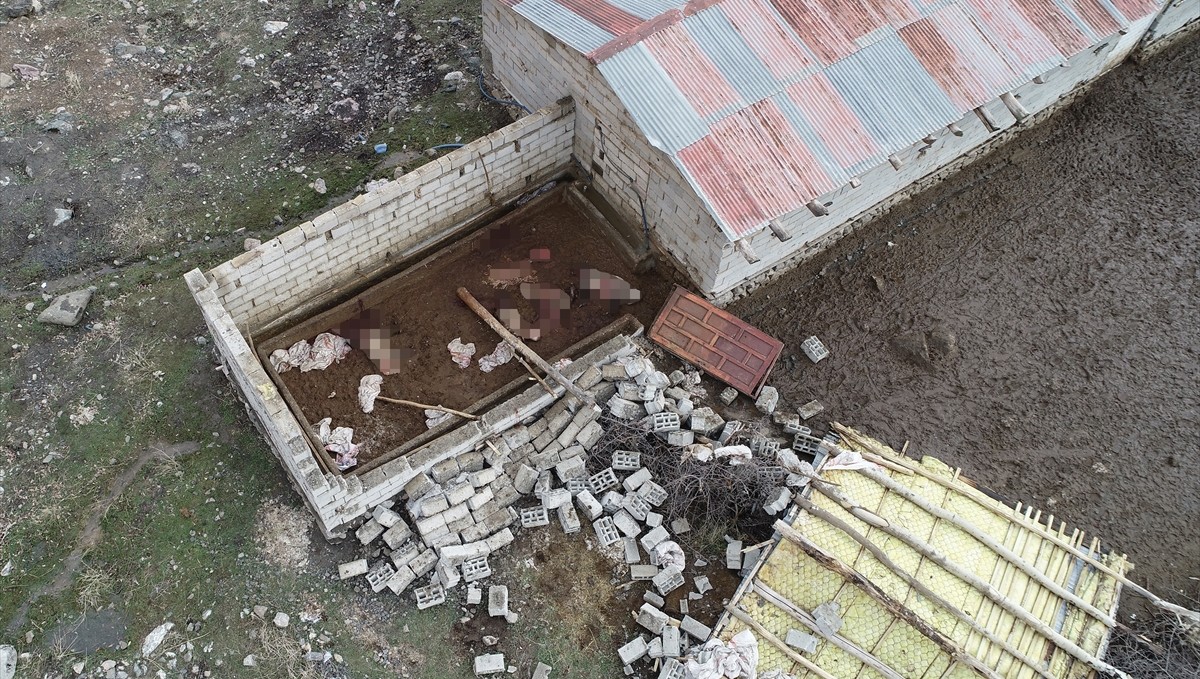 Van'da rüzgar nedeniyle duvarı yıkılan ahıra giren kurtlar, 11 koyunu telef etti