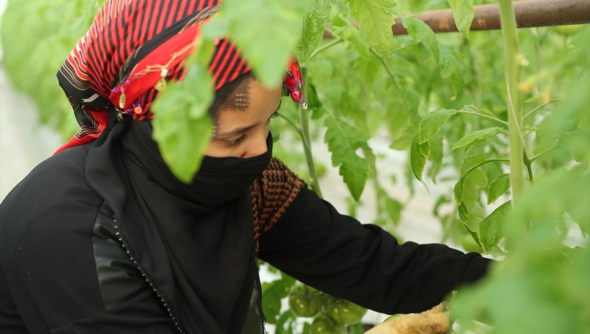 Erzincan'da jeotermal serada üretilen domatesler ihraç ediliyor