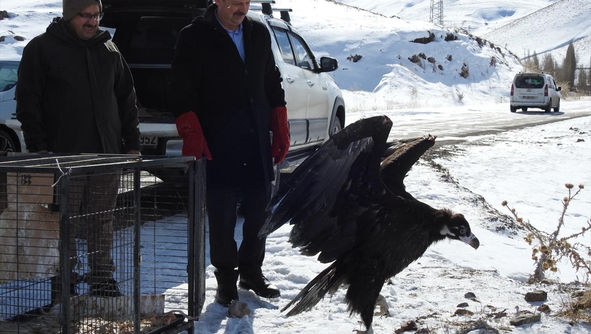 Erzurum'da yaralı bulunan kara akbaba, tedavisinin ardından doğaya bırakıldı