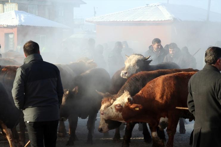 dondurucu hareketli rağmen Ağrı Kışın Hayvan Borsası soğuklarına 12