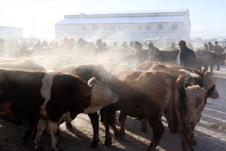 dondurucu rağmen hareketli Borsası Ağrı Kışın Hayvan soğuklarına 13