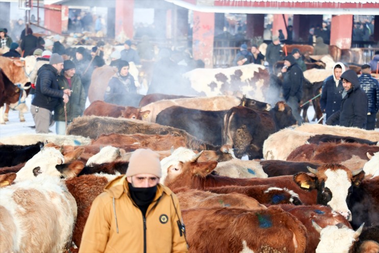 Kışın Borsası rağmen Ağrı dondurucu soğuklarına hareketli Hayvan 4