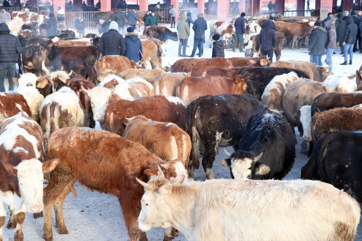 Ağrı dondurucu Hayvan Borsası rağmen Kışın hareketli soğuklarına 5