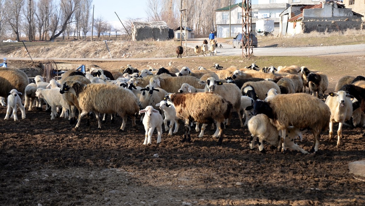 Muş'ta bu yıl hayvan varlığının artması bekleniyor