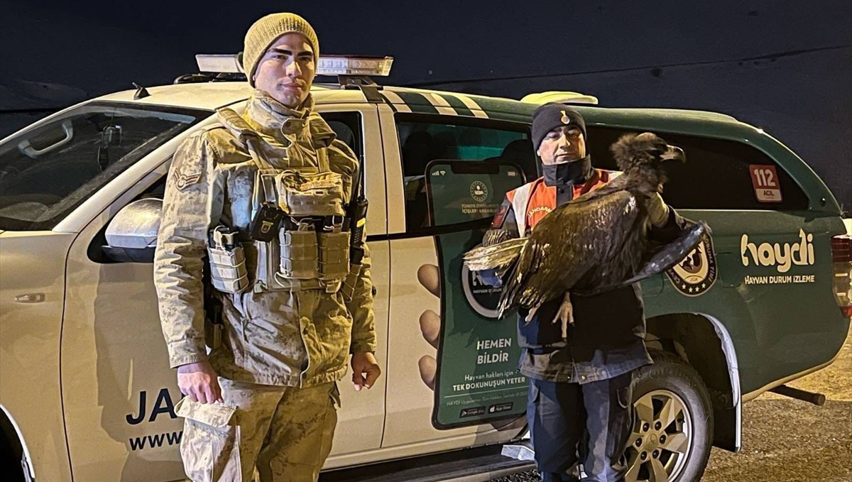 Erzurum'da jandarmanın bitkin bulduğu akbaba bakımının ardından doğaya salındı