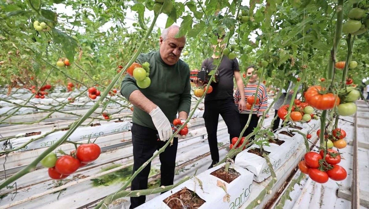 Soğuğun etkili olduğu Erzurum'da domatesler jeotermal seralarda üretiliyor