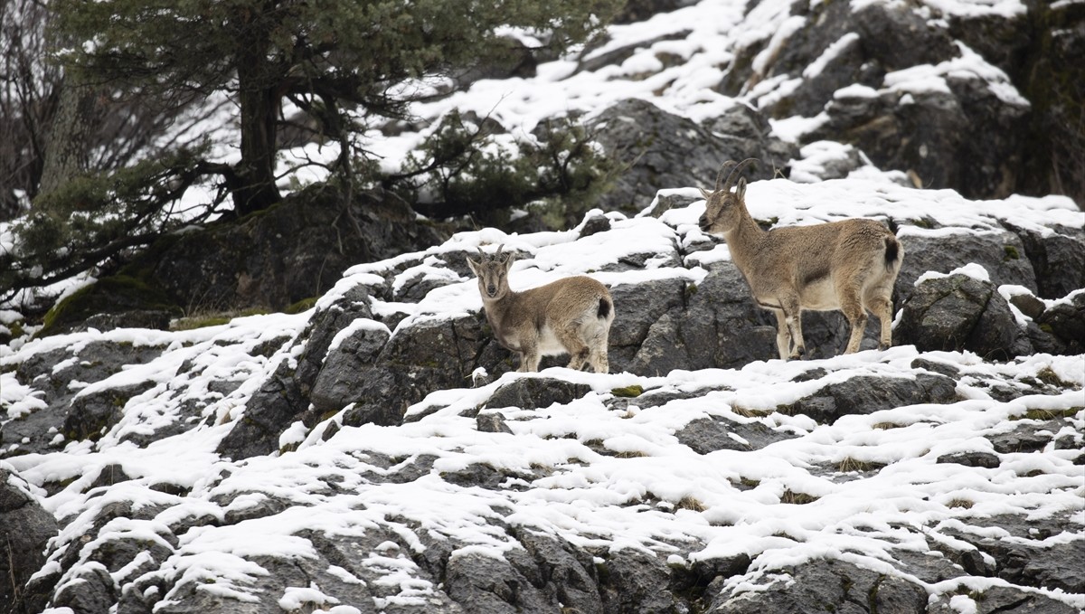 Tunceli'de yaban keçileri karlı dağlarda yiyecek bulmakta zorlandı