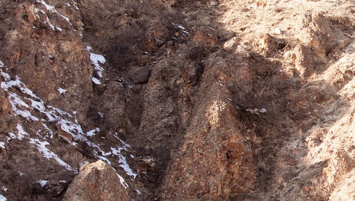 Erzurum'da sürü halindeki dağ keçileri dronla görüntülendi